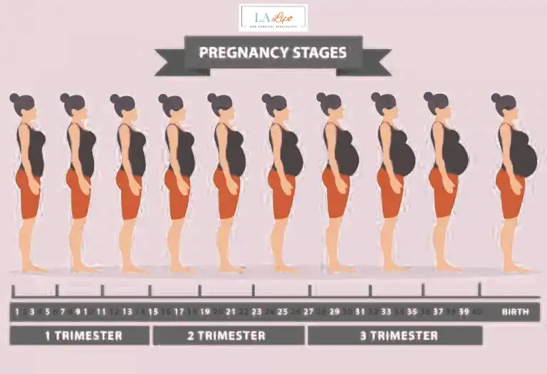 First Trimester (Weeks 1–12): Early Changes You Might Not Notice Great Barr